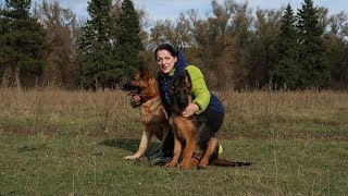 НАШИ ДРЕССИРОВКИ В ЛЕСУ...щенку 3 месяца и 3 недели