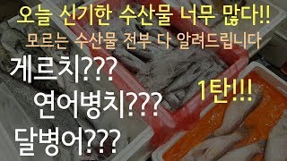 희귀어종들의 향연!  노량진수산시장 도매시장 방문 및 시세조사! 천천히 구경하세요!