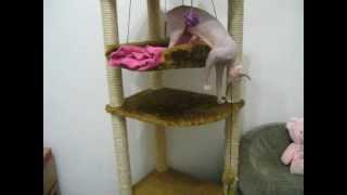 Канадский Сфинкс(Canadian Sphynx) питомник Amore Mew: http://www.amoremew.com