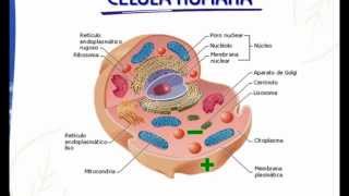 Importancia del Gano cafe en Tu Cuerpo |   Es Importante Tu Cuerpo http://cafe3en1.com
