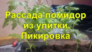 Рассада помидор из улитки. Пикировка.