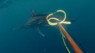 Spearfishing Black Marlin - Tim McDonald