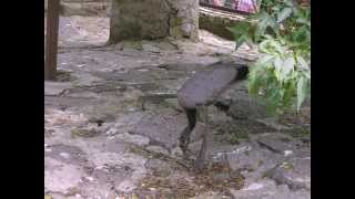 Ялта Зоопарк (часть 1). Yalta Zoo (part 1).