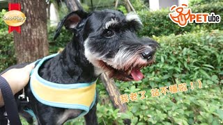 【哈寵PETube】第93集 你知道嗎？有這些症狀代表他初老了