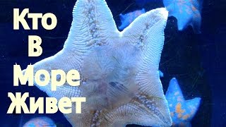 Кто в море живет? Камбала и Морские звезды