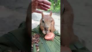 Ловлю Копию Длинноухого / Catching A Copy of Long-Eared