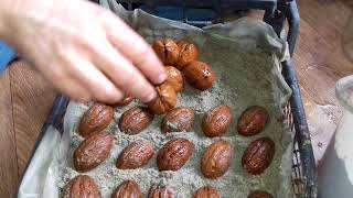 Закладка ореха на стратификацию