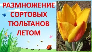 РАЗМНОЖЕНИЕ СОРТОВЫХ ТЮЛЬПАНОВ / КОГДА КОПАТЬ ТЮЛЬПАНЫ