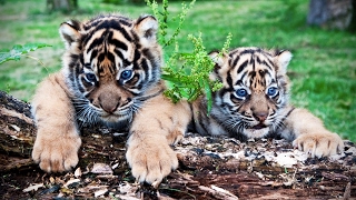Cute Tiger Cubs Playing ? Funny Tigers Playing [Funny Pets]