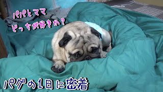 【パグのリアルな１日に密着】パパとママ、どっちが好きか？　でも、本当はお〇〇が大好き！『おまめ日記』Pug Comedy Videos From Japan