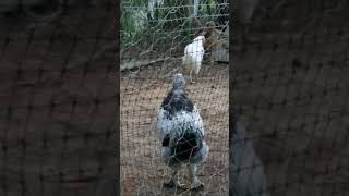 Brahma Rooster learning to crow