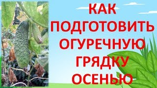 КАК ПОДГОТОВИТЬ ? ОГУРЕЧНУЮ ГРЯДКУ ОСЕНЬЮ. Как выращивать огурцы. Грядка для огурцов.