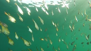 GOPRO HERO3+で冬の港で泳ぐ小魚を水中撮影