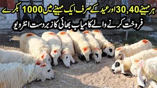 Sheep Farming Business in Punjab | Sheep Farming VS Goat Farming | Bakra Farming