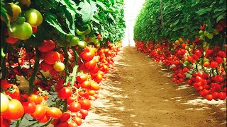 ТОМАТЫ!ОТЛИЧНЫЙ СПОСОБ ВЫРАЩИВАНИЯ БЕЗ ПИКИРОВКИ!