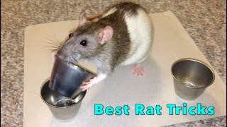 Shadow The Rat - Best Rat Tricks (Compilation)