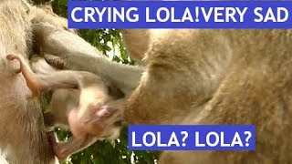 Million Screaming Loudly Lola Baby Monkey | Tara Monkey Dragged Kidnapper Lola| Lola Get Hurt Crying