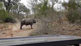 Lions Attack Buffalo and Tables Turn!!