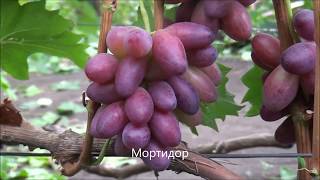 Монтидор