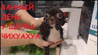 Как мы моем щенка чихуахуа   Девочка ЖАНИН 3 месяца