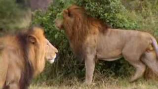 Leões -(Parte1/7) Território Selvagem (Discovery Channel)