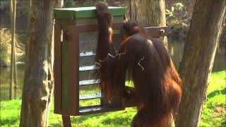 Orang-oetan puzzel