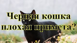 Черная кошка - плохая примета?