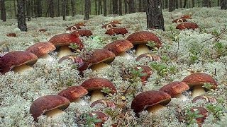 За белыми грибами