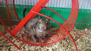 Большие жёлтые зубы | Дегу