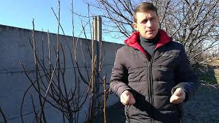 Если болеет грецкий орех... Наиболее вероятны причины!