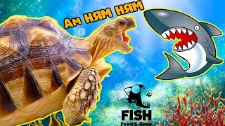 Я БОЛЬШАЯ ХИЩНАЯ РЫБА #2 веселое видео   в необычной игре Feed and Grow Fish от FGTV
