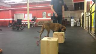 Training | Scent boxes training with Callie's owners | Solid K9 Training Dog Training