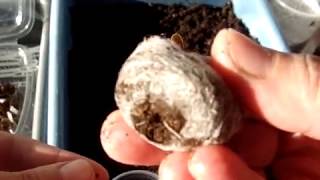Цикламен (Cyclamen). Пикировка из торфотаблетки.