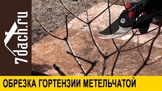 Обрезка гортензии метельчатой - 7 дач
