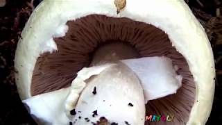 Грибы Зонтики и Мухоморы. Шампиньоны. Как распознать.