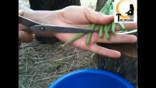 Как морозить спаржевую фасоль