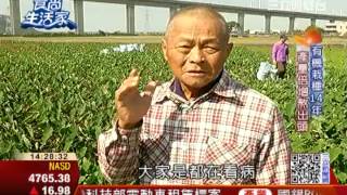 食尚生活家：傻勁堅持14年 有機芋頭量增3倍 | 食尚生活家 | 三立財經台CH88