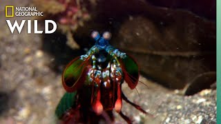 Mantis Shrimp Packs a Punch | Predator in Paradise