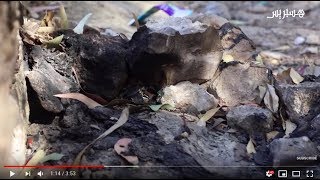 حرق قطط آسفي يشعل غضب المغاربة.. التفاصيل الكاملة للقصة