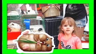 Как мы купили  хомяка Куки!  Наши любимые питомцы - хомяки!