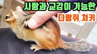 사람과 교감이 가능한 다람쥐 쳐키 Sharing Thoughts And Feelings With Chipmunk Chucky