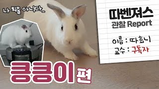 나 '그 토끼' 아니다.. '퇴끼' 아니다..! 킁킁이 매력탐구 보고서! - 따효니의 이모저모
