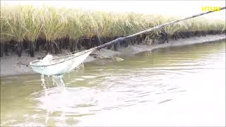 Kích Cá #55 | Kiếm Cá Ăn Tết Kết Quả Bất Ngờ | hương tràm u minh
