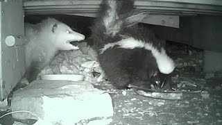 SCUFFLE Opossum vs. Skunk 11-06-2014