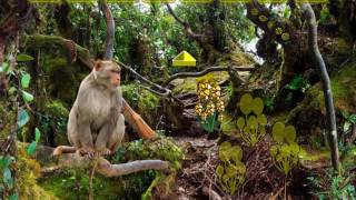 Wow Escape From Primitive Forest Video Walkthrough