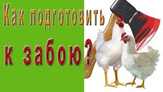 Как подготовить бройлера к забою? Домашний бройлер.