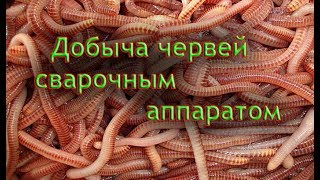 Добыча червей сварочным аппаратом