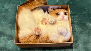 Best Funny Cats and Dogs - Videos - Funny Cat Reactions -Try Not To Laugh!