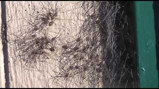 Time Lapse ~ Cluster of Harvestmen Disperse in the Morning Sun