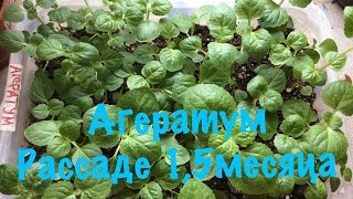 АГЕРАТУМ. РАССАДЕ 45.ДНЕЙ.